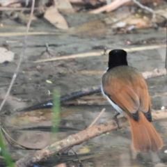 Myiagra alecto (Shining Flycatcher) at Mutarnee, QLD - 22 Sep 2019 by TerryS