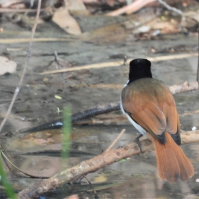 Myiagra alecto (Shining Flycatcher) at Mutarnee, QLD - 22 Sep 2019 by TerryS