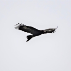 Aquila audax (Wedge-tailed Eagle) at Crystal Creek, QLD - 15 May 2015 by TerryS