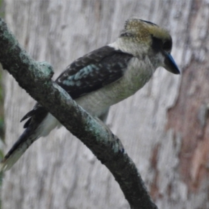 Dacelo novaeguineae at Crystal Creek, QLD - 4 Jan 2016 03:19 PM