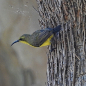 Cinnyris frenatus at Mutarnee, QLD - 23 Jan 2016