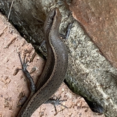 Lampropholis delicata (Delicate Skink) at Jerrabomberra, NSW - 19 Jan 2022 by Steve_Bok