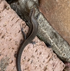 Lampropholis delicata at Jerrabomberra, NSW - suppressed