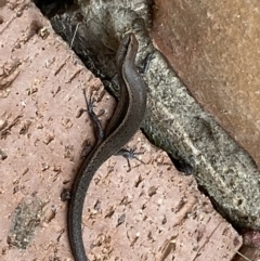 Lampropholis delicata at Jerrabomberra, NSW - suppressed