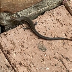 Lampropholis delicata at Jerrabomberra, NSW - suppressed