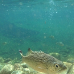 Unidentified Marine Fish Uncategorised (TBC) at Crystal Creek, QLD - 1 Jan 2012 by TerryS