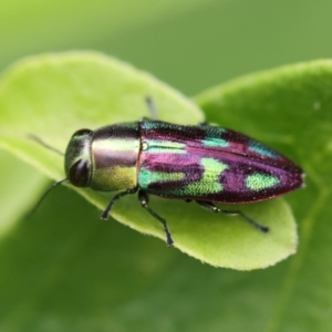 Melobasis purpurascens at Monash, ACT - 19 Jan 2022 12:57 PM