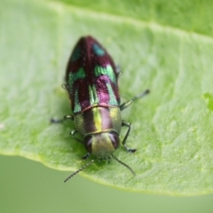 Melobasis purpurascens at Monash, ACT - 19 Jan 2022 12:57 PM