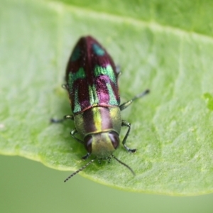 Melobasis purpurascens at Monash, ACT - 19 Jan 2022 12:57 PM