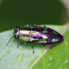 Melobasis purpurascens at Monash, ACT - 19 Jan 2022 12:57 PM