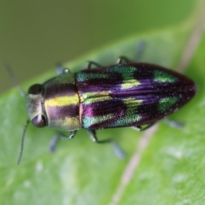 Melobasis purpurascens at Monash, ACT - 19 Jan 2022