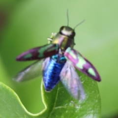 Melobasis purpurascens at Monash, ACT - 19 Jan 2022 12:57 PM