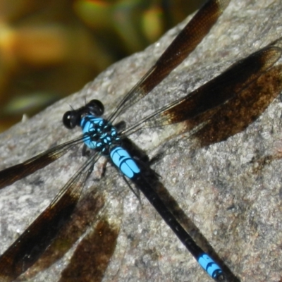 Unidentified Dragonfly (Anisoptera) at Paluma Range National Park - 3 May 2014 by TerryS