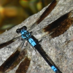 Unidentified Dragonfly (Anisoptera) (TBC) at Crystal Creek, QLD - 3 May 2014 by TerryS