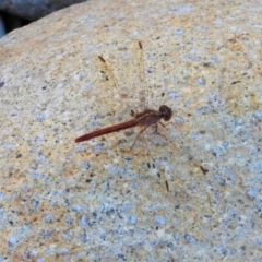 Diplacodes haematodes (Scarlet Percher) at Crystal Creek, QLD - 20 Sep 2019 by TerryS