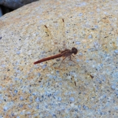 Unidentified Damselfly (Zygoptera) at Crystal Creek, QLD - 20 Sep 2019 by TerryS