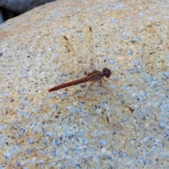 Unidentified Dragonfly (Anisoptera) (TBC) at Crystal Creek, QLD - 20 Sep 2019 by TerryS