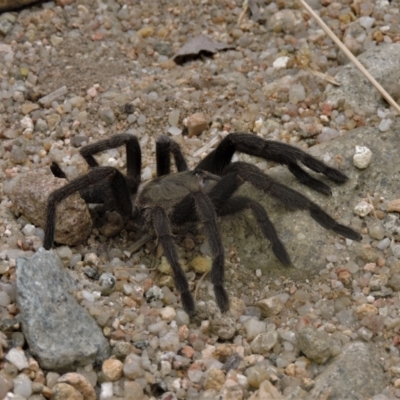 Unidentified Other hunting spider at Crystal Creek, QLD - 16 May 2015 by TerryS