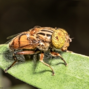 Eristalinus punctulatus at Macgregor, ACT - 19 Jan 2022