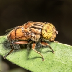 Eristalinus punctulatus (Golden Native Drone Fly) at Macgregor, ACT - 19 Jan 2022 by Roger