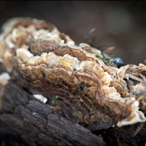 Trametes versicolor at Holt, ACT - 19 Jan 2022