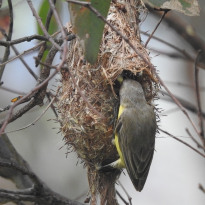Gerygone olivacea (White-throated Gerygone) at Lions Youth Haven - Westwood Farm A.C.T. - 19 Jan 2022 by HelenCross