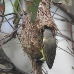 Gerygone olivacea (White-throated Gerygone) at Lions Youth Haven - Westwood Farm - 19 Jan 2022 by HelenCross