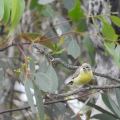 Gerygone olivacea at Kambah, ACT - 19 Jan 2022