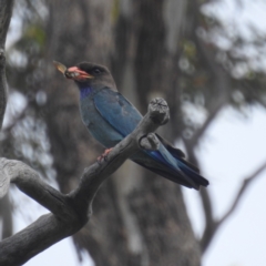 Eurystomus orientalis (Dollarbird) at Lions Youth Haven - Westwood Farm A.C.T. - 19 Jan 2022 by HelenCross
