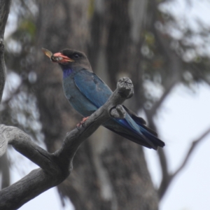 Eurystomus orientalis at Kambah, ACT - suppressed