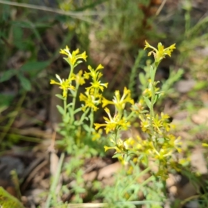 Pimelea curviflora at Jerrabomberra, ACT - 19 Jan 2022