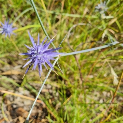 Eryngium ovinum (Blue Devil) at Isaacs Ridge and Nearby - 19 Jan 2022 by Mike