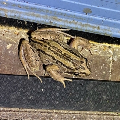 Limnodynastes peronii (Brown-striped Frog) at Broulee Moruya Nature Observation Area - 8 Jan 2022 by LisaH