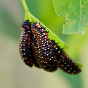 Paropsis variolosa at Deakin, ACT - 19 Jan 2022