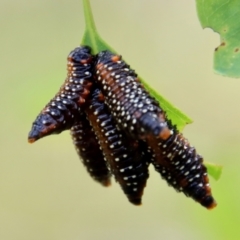 Paropsis variolosa at Deakin, ACT - 19 Jan 2022