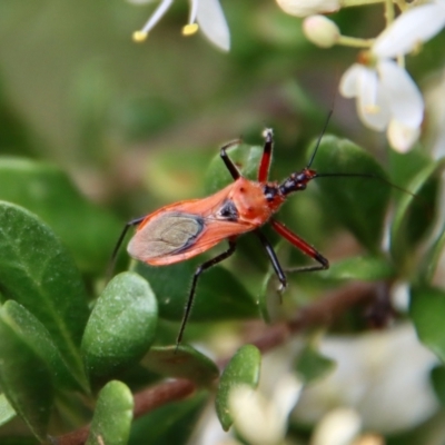 Gminatus australis (Orange assassin bug) at Deakin, ACT - 19 Jan 2022 by LisaH