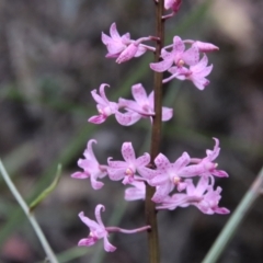 Dipodium roseum (Rosy Hyacinth Orchid) at Mongarlowe River - 18 Jan 2022 by LisaH