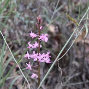 Dipodium roseum at Mongarlowe, NSW - suppressed