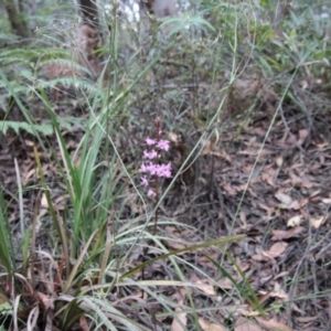 Dipodium roseum at Mongarlowe, NSW - suppressed