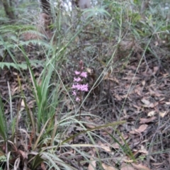 Dipodium roseum at Mongarlowe, NSW - 18 Jan 2022
