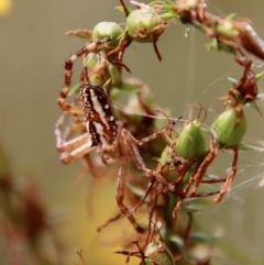 Plebs bradleyi (Enamelled spider) at Red Hill Nature Reserve - 19 Jan 2022 by LisaH