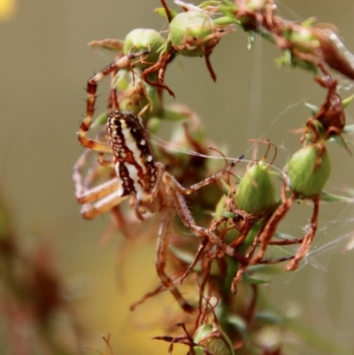 Plebs bradleyi (Enamelled spider) at Hughes, ACT - 19 Jan 2022 by LisaH