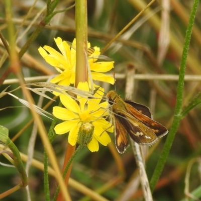 Taractrocera papyria (White-banded Grass-dart) at Lions Youth Haven - Westwood Farm A.C.T. - 19 Jan 2022 by HelenCross