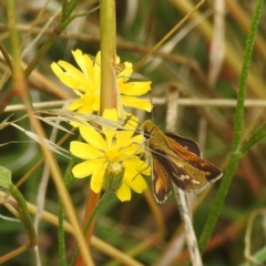 Taractrocera papyria (White-banded Grass-dart) at Stromlo, ACT - 19 Jan 2022 by HelenCross