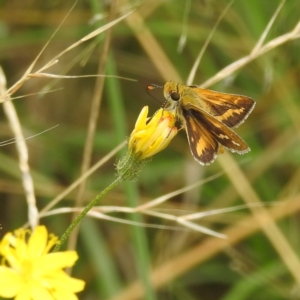 Taractrocera papyria at Stromlo, ACT - 19 Jan 2022