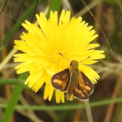 Taractrocera papyria at Stromlo, ACT - 19 Jan 2022