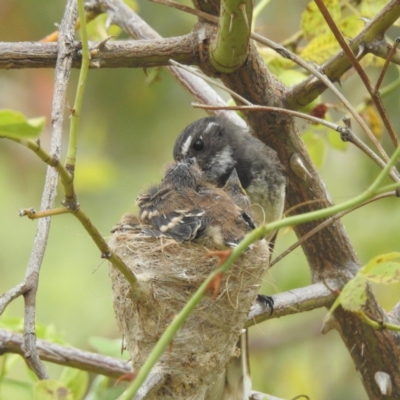 Rhipidura albiscapa (Grey Fantail) at Lions Youth Haven - Westwood Farm A.C.T. - 19 Jan 2022 by HelenCross