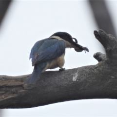 Todiramphus sanctus (Sacred Kingfisher) at Lions Youth Haven - Westwood Farm A.C.T. - 19 Jan 2022 by HelenCross