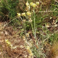 Pseudognaphalium luteoalbum (Jersey Cudweed) at Hawker, ACT - 19 Jan 2022 by sangio7