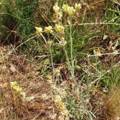 Pseudognaphalium luteoalbum (Jersey Cudweed) at Hawker, ACT - 19 Jan 2022 by sangio7